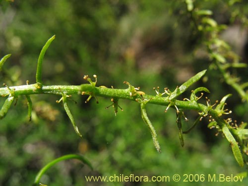 Misodendrum linearifolium var. linearifoliumの写真