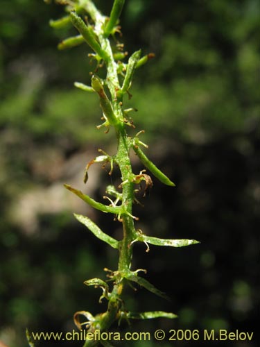 Misodendrum linearifolium var. linearifolium的照片