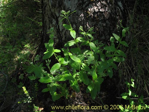 Misodendrum linearifolium var. linearifoliumの写真