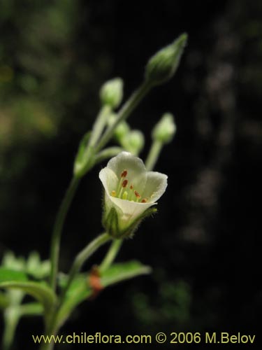 Imágen de Planta no identificada sp. #2343 (). Haga un clic para aumentar parte de imágen.