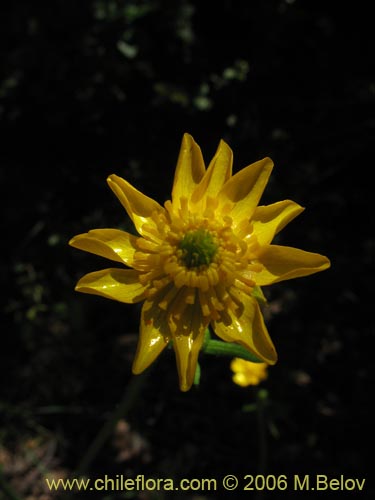 Imágen de Ranunculus peduncularis var. peduncularis (). Haga un clic para aumentar parte de imágen.