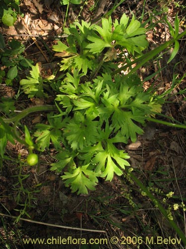 Imágen de Ranunculus peduncularis var. peduncularis (). Haga un clic para aumentar parte de imágen.