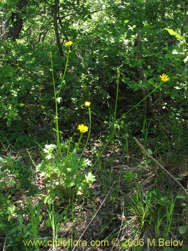 Bild von Ranunculus peduncularis var. peduncularis (). Klicken Sie, um den Ausschnitt zu vergrössern.