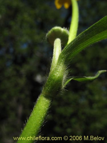 Image of Ranunculus peduncularis var. peduncularis (). Click to enlarge parts of image.