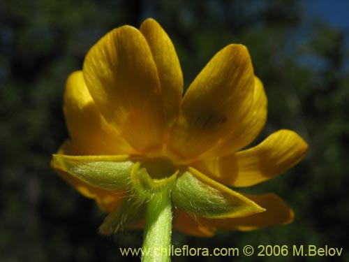 Ranunculus peduncularis var. peduncularisの写真