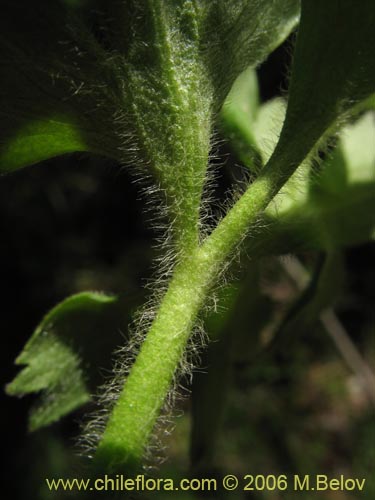 Image of Ranunculus peduncularis var. peduncularis (). Click to enlarge parts of image.