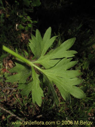 Imágen de Ranunculus peduncularis var. peduncularis (). Haga un clic para aumentar parte de imágen.