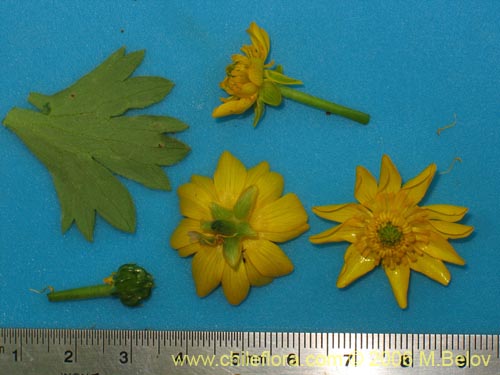 Image of Ranunculus peduncularis var. peduncularis (). Click to enlarge parts of image.