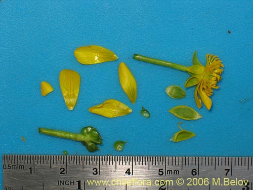 Image of Ranunculus peduncularis var. peduncularis (). Click to enlarge parts of image.