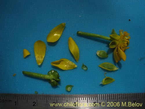 Image of Ranunculus peduncularis var. peduncularis (). Click to enlarge parts of image.