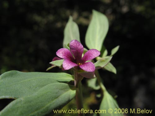 Imágen de Melosperma andicola (). Haga un clic para aumentar parte de imágen.