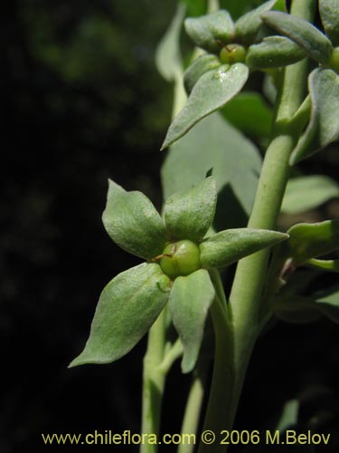 Imágen de Melosperma andicola (). Haga un clic para aumentar parte de imágen.