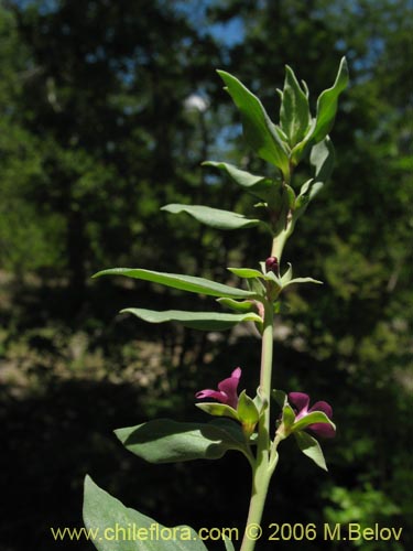 Фотография Melosperma andicola (). Щелкните, чтобы увеличить вырез.