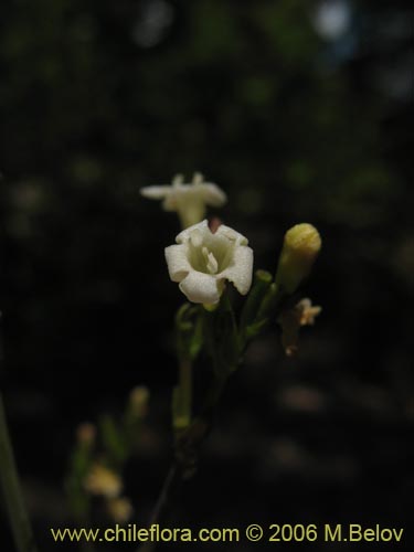 Imágen de Valeriana sp. #1543 (). Haga un clic para aumentar parte de imágen.