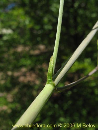 Image of Valeriana sp. #1543 (). Click to enlarge parts of image.