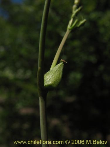 Bild von Valeriana sp. #1543 (). Klicken Sie, um den Ausschnitt zu vergrössern.