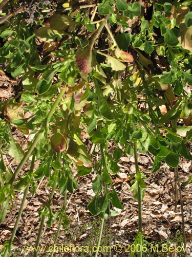 Image of Valeriana sp. #1543 (). Click to enlarge parts of image.