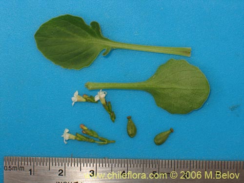 Image of Valeriana sp. #1543 (). Click to enlarge parts of image.