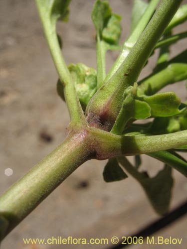 Imágen de Valeriana sp. #1543 (). Haga un clic para aumentar parte de imágen.