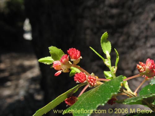 Image of Nothofagus dombeyi (Coihue / Coige). Click to enlarge parts of image.