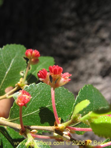 Image of Nothofagus dombeyi (Coihue / Coige). Click to enlarge parts of image.