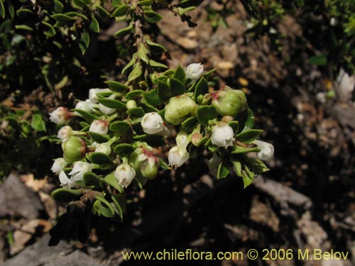 Bild von Gaultheria  sp. #2409 (). Klicken Sie, um den Ausschnitt zu vergrössern.