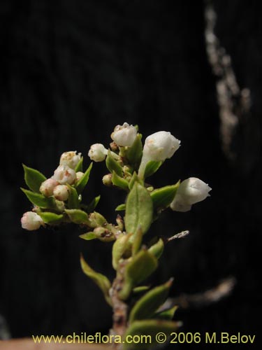 Gaultheria  sp. #2409の写真