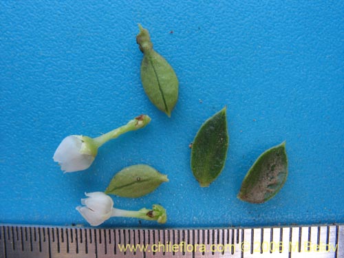 Image of Gaultheria  sp. #2409 (). Click to enlarge parts of image.