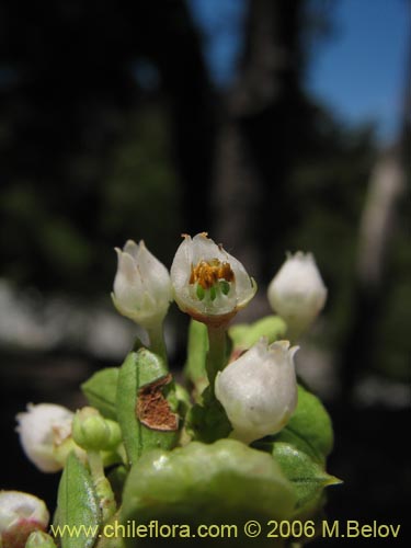 Bild von Gaultheria  sp. #2409 (). Klicken Sie, um den Ausschnitt zu vergrössern.