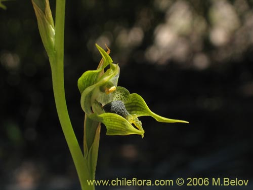 Фотография Bipinnula apinnula (). Щелкните, чтобы увеличить вырез.