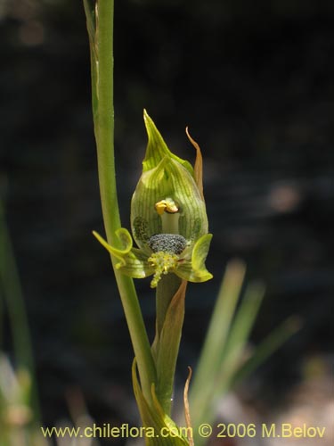 Bipinnula apinnulaの写真