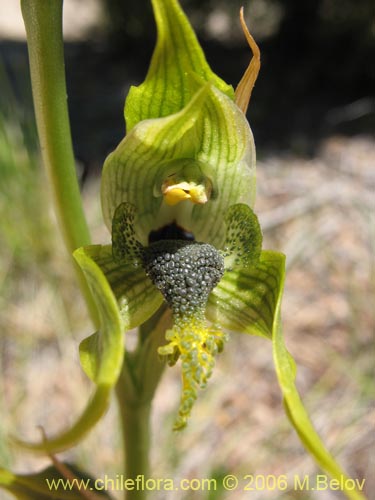 Bipinnula apinnulaの写真