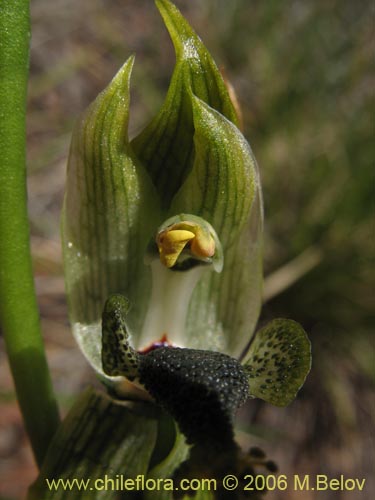 Image of Bipinnula apinnula (). Click to enlarge parts of image.