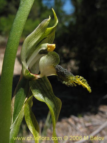 Image of Bipinnula apinnula (). Click to enlarge parts of image.