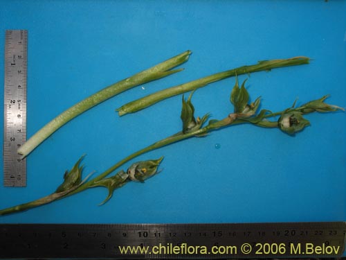 Image of Bipinnula apinnula (). Click to enlarge parts of image.