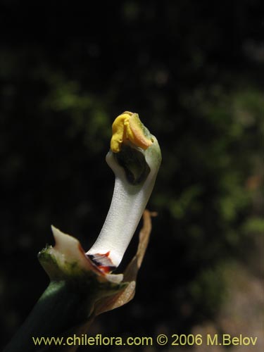 Image of Bipinnula apinnula (). Click to enlarge parts of image.