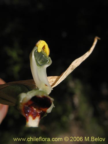 Bild von Bipinnula apinnula (). Klicken Sie, um den Ausschnitt zu vergrössern.