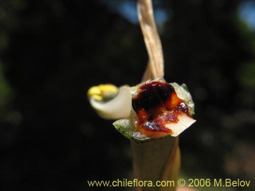 Bild von Bipinnula apinnula (). Klicken Sie, um den Ausschnitt zu vergrössern.