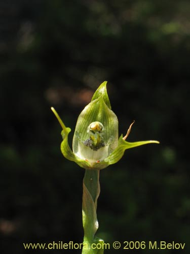 Image of Bipinnula apinnula (). Click to enlarge parts of image.