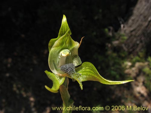 Image of Bipinnula apinnula (). Click to enlarge parts of image.