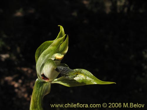 Bild von Bipinnula apinnula (). Klicken Sie, um den Ausschnitt zu vergrössern.