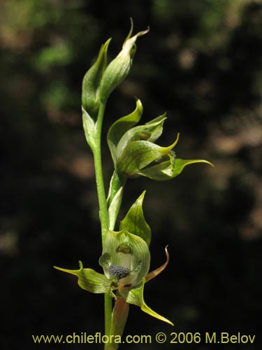 Image of Bipinnula apinnula (). Click to enlarge parts of image.