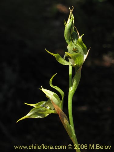 Bild von Bipinnula apinnula (). Klicken Sie, um den Ausschnitt zu vergrössern.