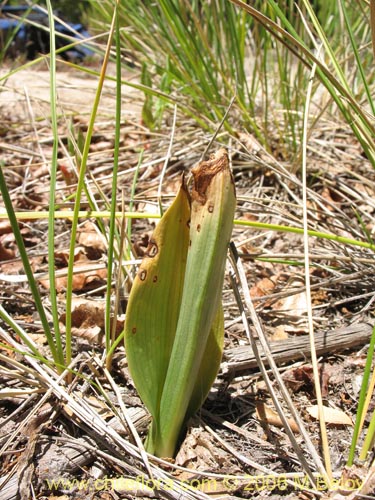 Image of Bipinnula apinnula (). Click to enlarge parts of image.