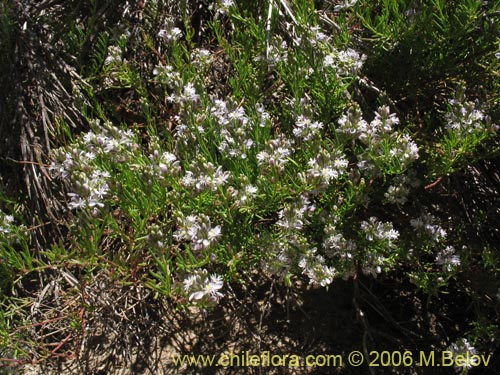 Imágen de Polygala gnidioides (). Haga un clic para aumentar parte de imágen.