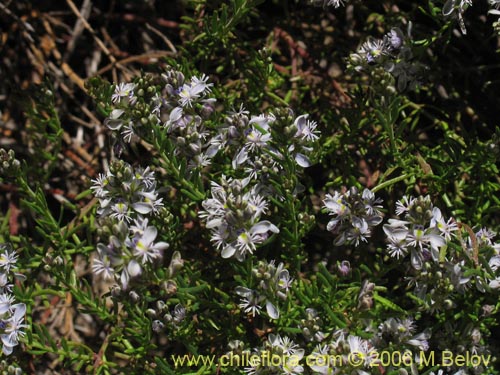 Image of Polygala gnidioides (). Click to enlarge parts of image.