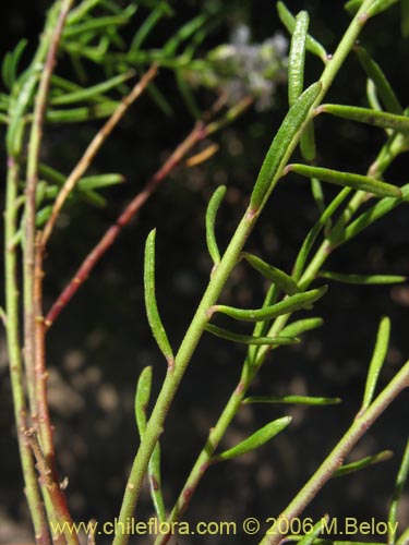 Imágen de Polygala gnidioides (). Haga un clic para aumentar parte de imágen.