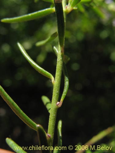 Imágen de Polygala gnidioides (). Haga un clic para aumentar parte de imágen.