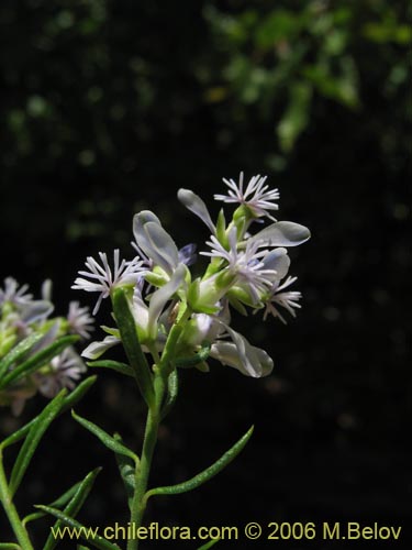 Imágen de Polygala gnidioides (). Haga un clic para aumentar parte de imágen.