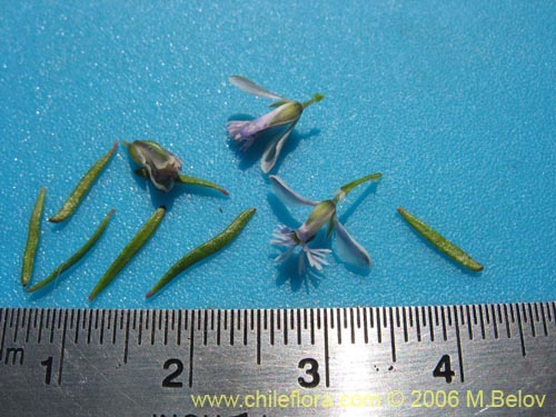 Фотография Polygala gnidioides (). Щелкните, чтобы увеличить вырез.